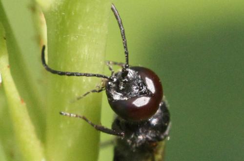 Astata sp.